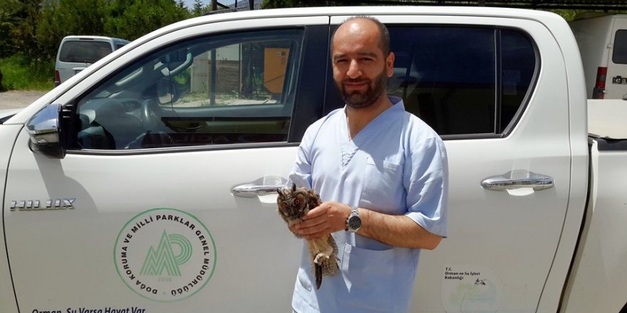 Hastane bahçesinde yaralı bulunan Puhu Kuşu koruma altına alındı