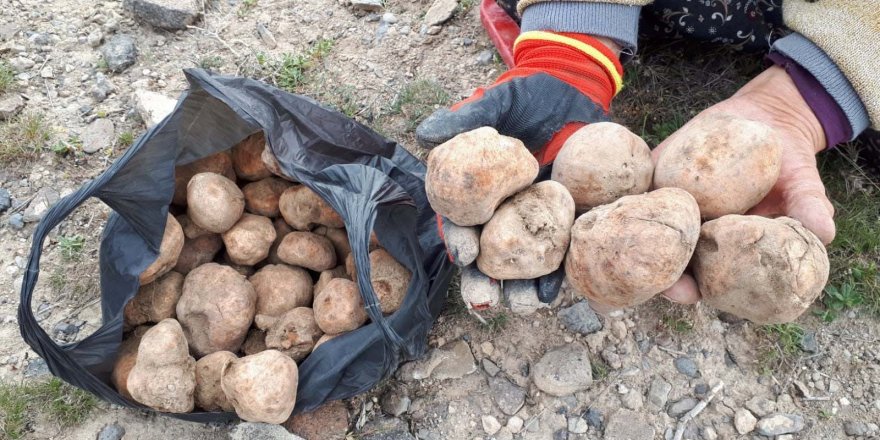 Domalan mantarı, kilosu 80 liradan satılıyor