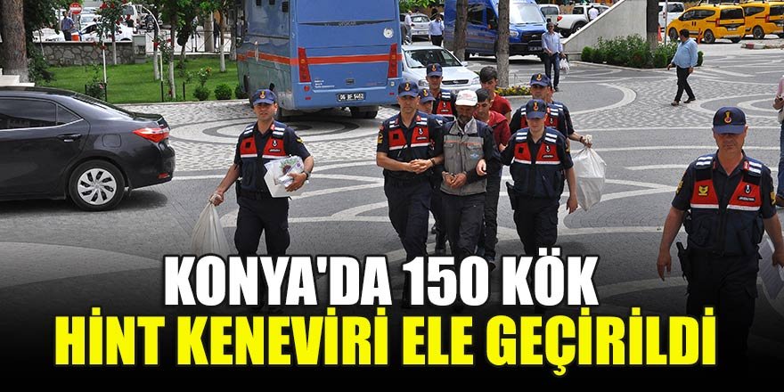Konya'da 150 kök Hint keneviri ele geçirildi