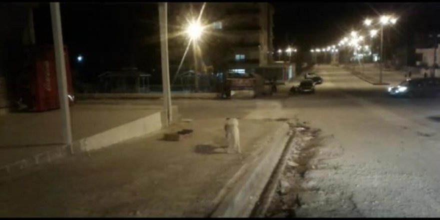Köpeklerin saldırısına uğrayan 3 çocuk yaralandı