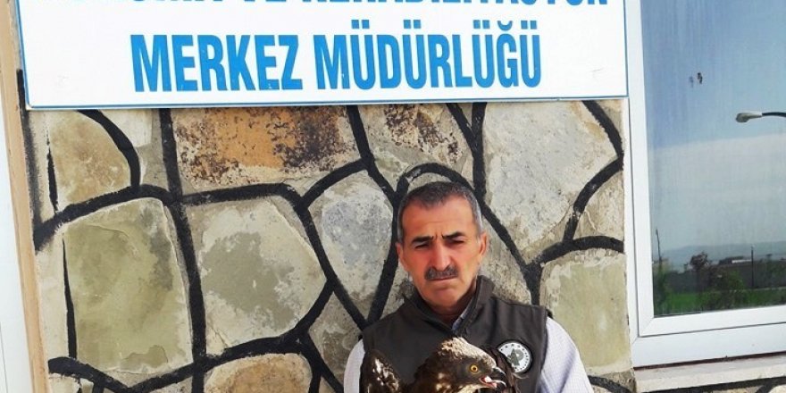 Yaralı Arı Şahin tedavi altına alındı
