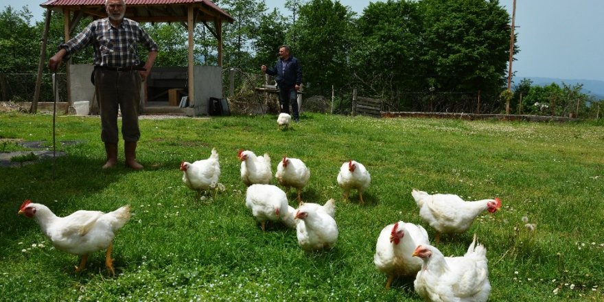 Her biri 6-8 kilo ağırlığına ulaşıyor