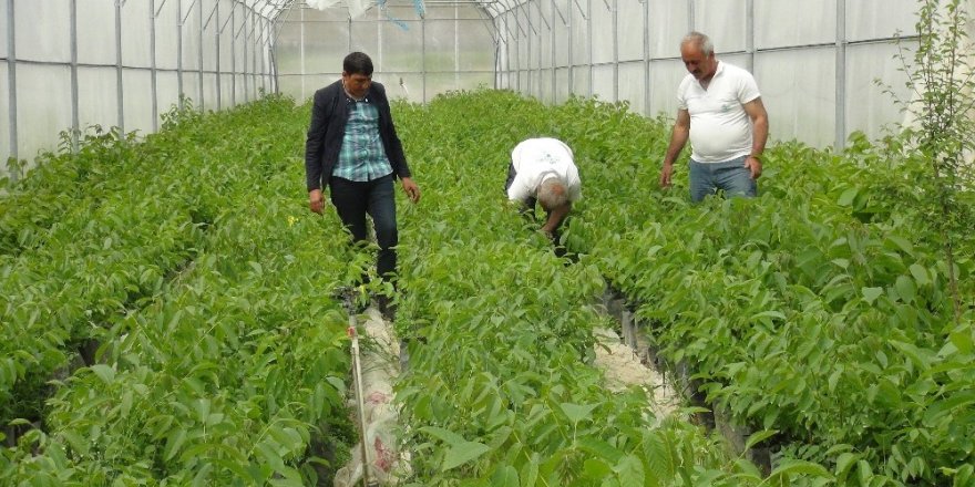 Adilcevaz ekonomisine ceviz fidanı katkısı
