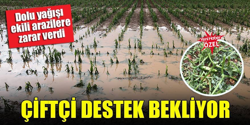 Dolu yağışı ekili arazilere zarar verdi! Çiftçi destek bekliyor