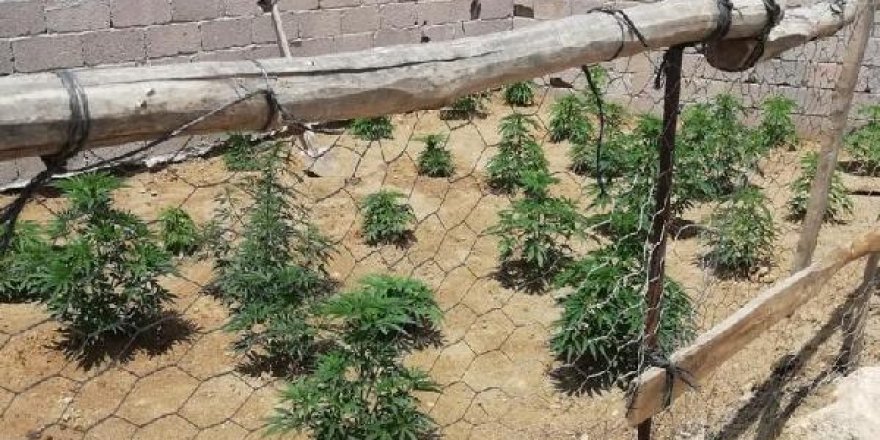 Jandarma, bağ evinde 300 kök Hint keneviri ele geçirdi