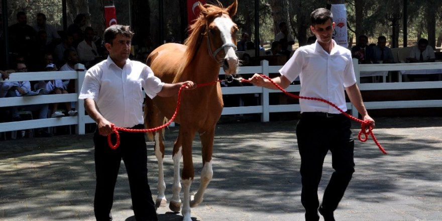 Yarış tayları lüks otomobil fiyatına alıcı buldu
