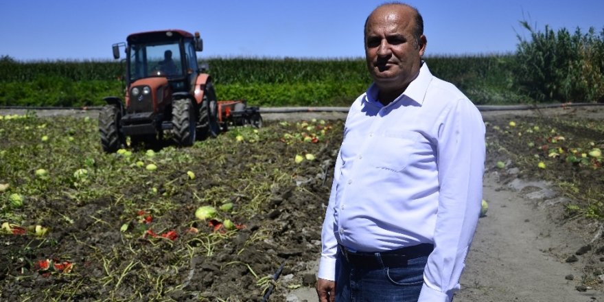 Fiyatı dip yapan karpuz tarlada kaldı