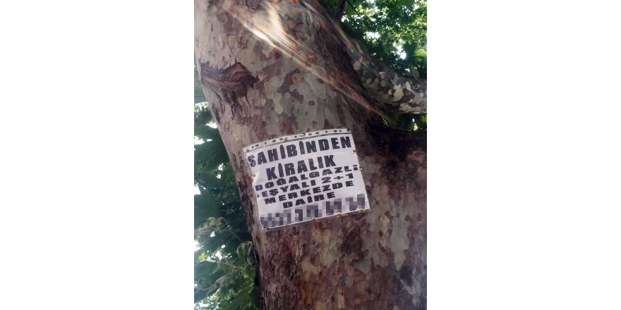 Ağaçlara asılan ilanlar zarar veriyor