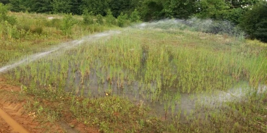 Sapanca’da ilaçlama çalışmaları aralıksız devam ediyor