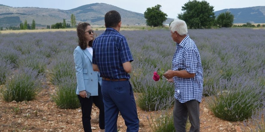 Kaymakam Şenoğlu, lavanta bahçesinde incelemede bulundu