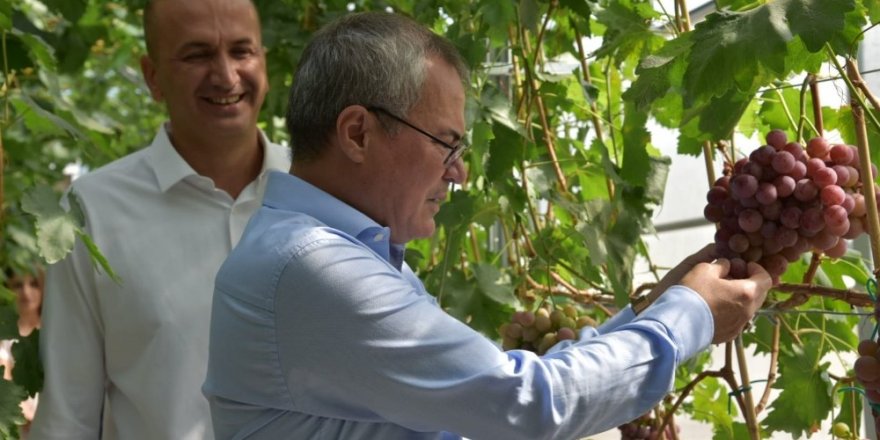 Vali Deniz, Bağcılık Araştırma Enstitüsünde incelemelerde bulundu