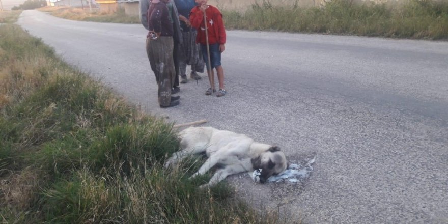 Sokak köpeklerini zehirleyerek öldürdüler