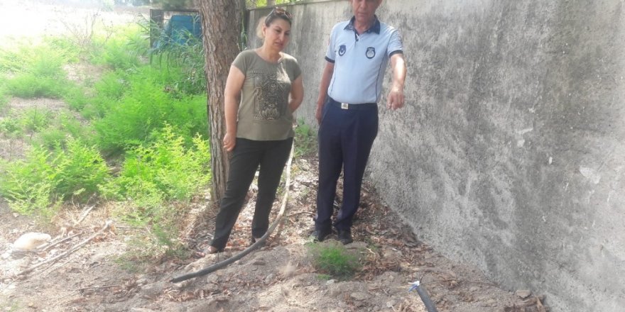 Hırsızlar onlarca köpeği susuz bıraktılar