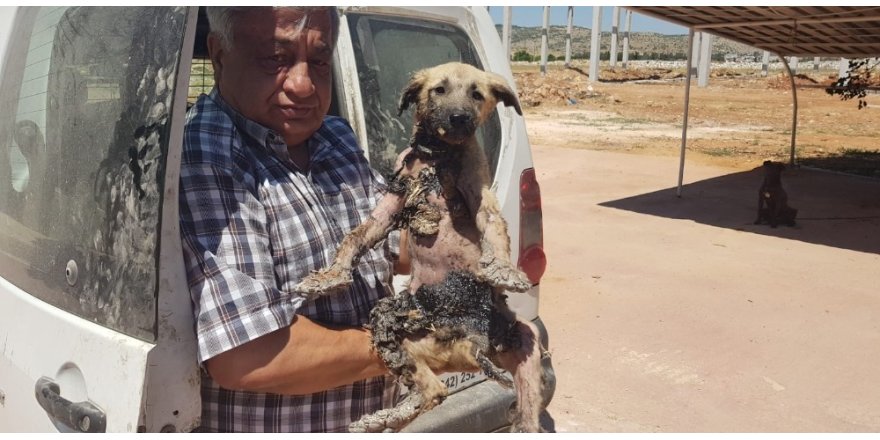 Bu köpeğin başına gelenler pişmiş tavuğun başına gelmedi