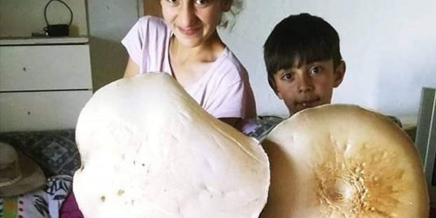 Kars'ta 3 kilogramlık dev mantar bulundu