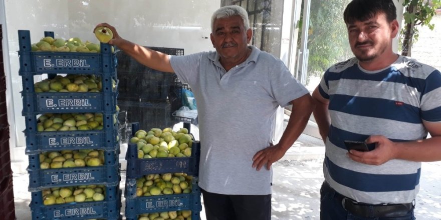 İncirde 5 bin ton rekolte bekleniyor