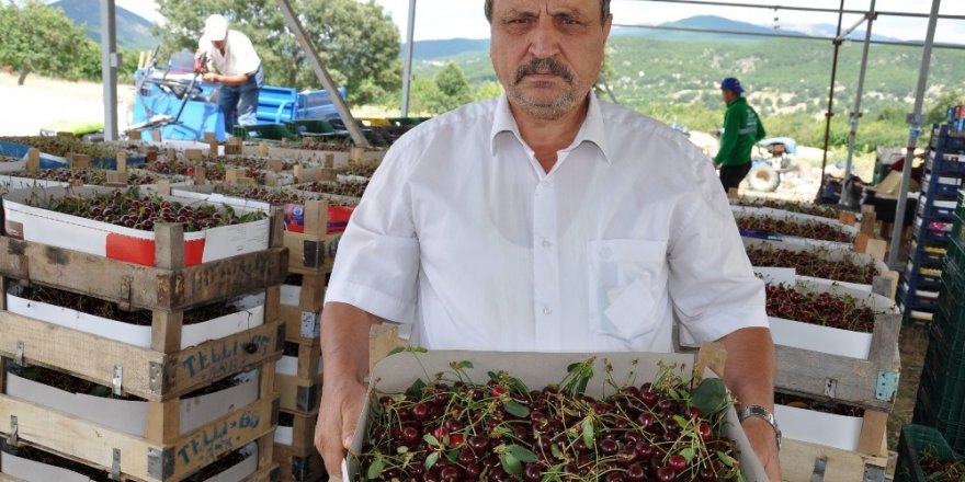 Simavlı vişne üreticisi dertli