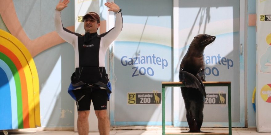 Fokun yetenekleri görenleri şaşırtıyor