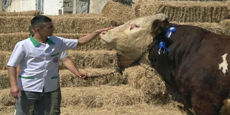 Konya'da 1 ton 300 kilogramlık 'Paşa' alıcısını bekliyor