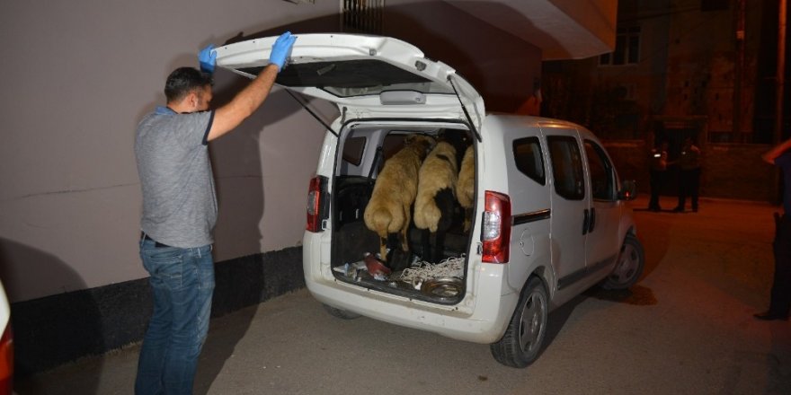 Hırsızlar polise yakalanmamak için çaldıkları koyunları bırakıp kaçtı