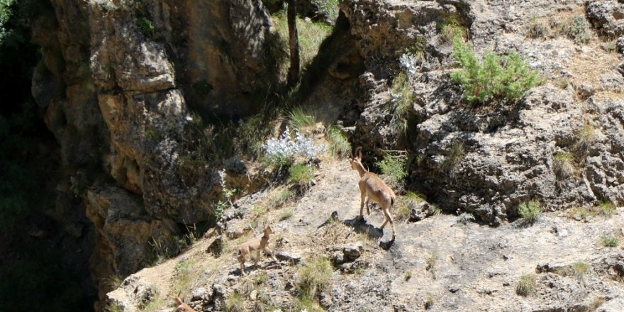 Munzur Dağlarında yaban keçileri görüntülendi