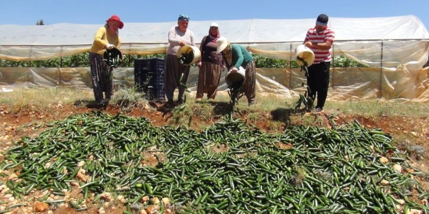 Satılamayan salatalıkları araziye döküyorlar