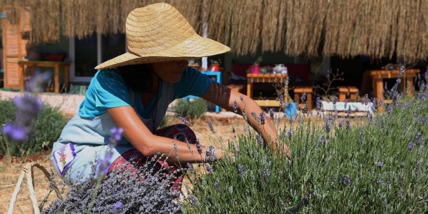 Kaş’ta lavanta yetiştiriciliği başladı