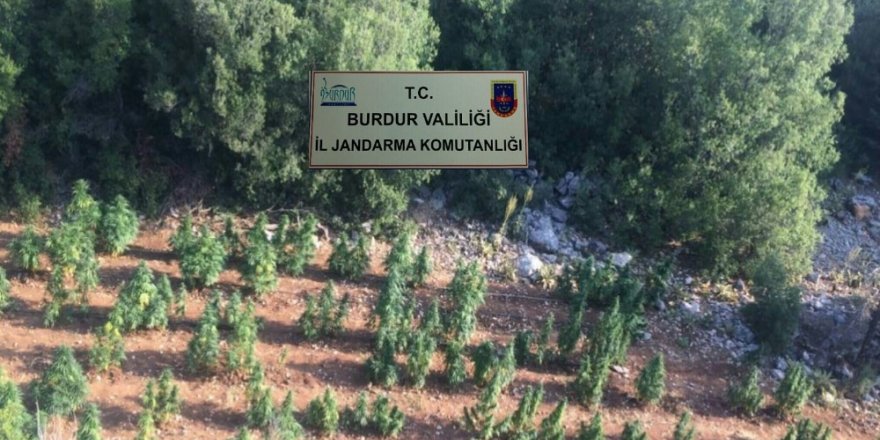 Burdur’da ormanlık alandaki kenevir tarlasına jandarma baskını