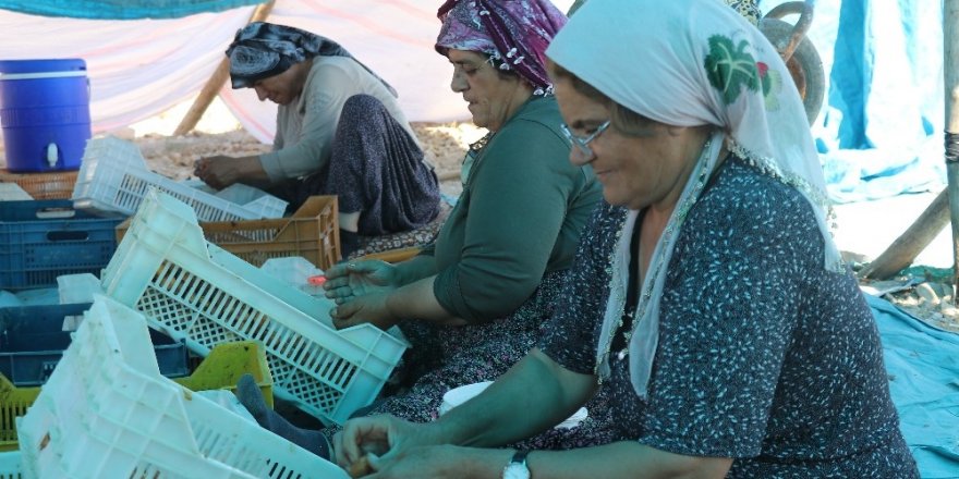 Malatya’da ‘patik’ mesaisi