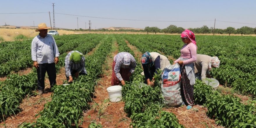 Gaziantep’te dolmalık biber hasadı başladı