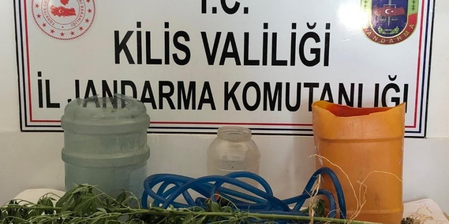 Kilis’te kenevir operasyonu