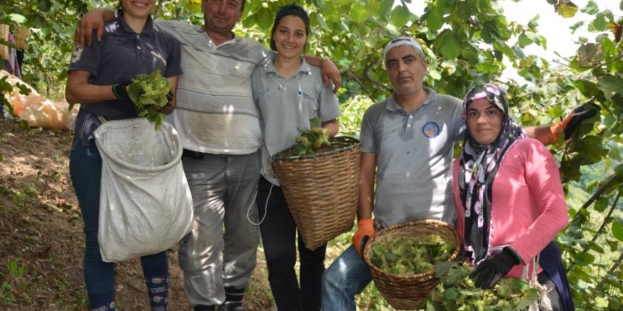 Ve ilk fındık hasadı başladı