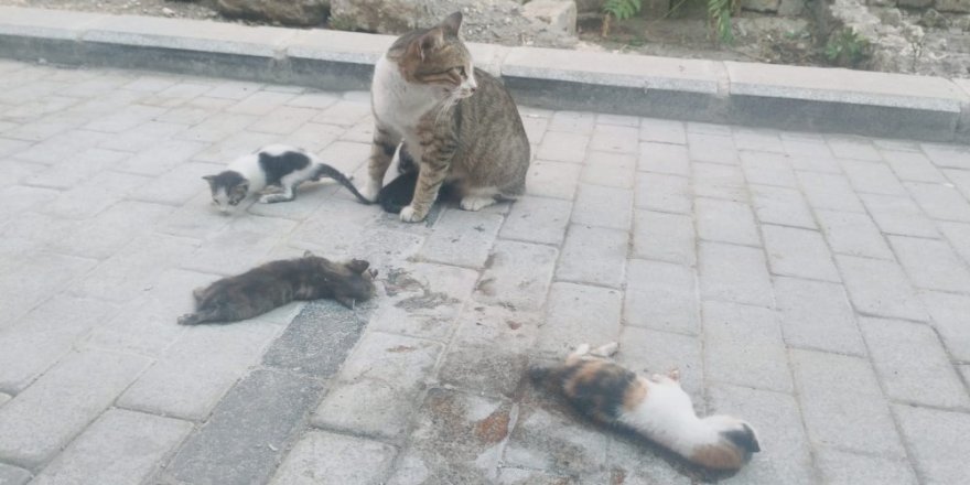 Anne kedi ölen yavrularının başından ayrılmadı
