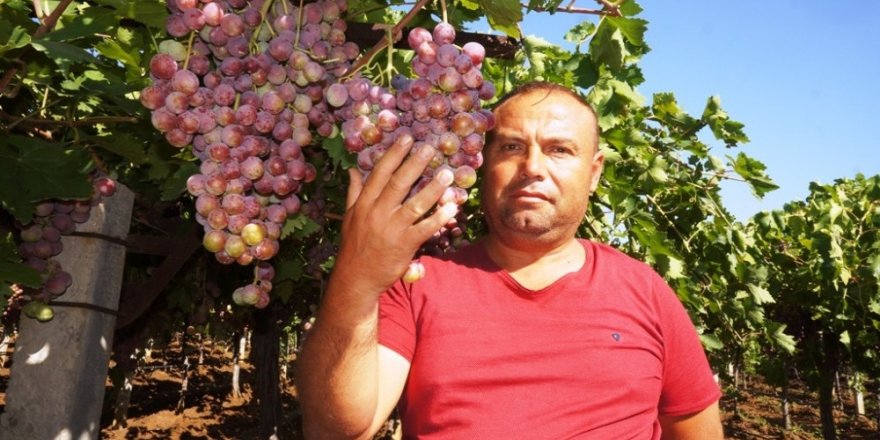 Sarıgöl Ovası’nda üzüm türleri çoğaldı