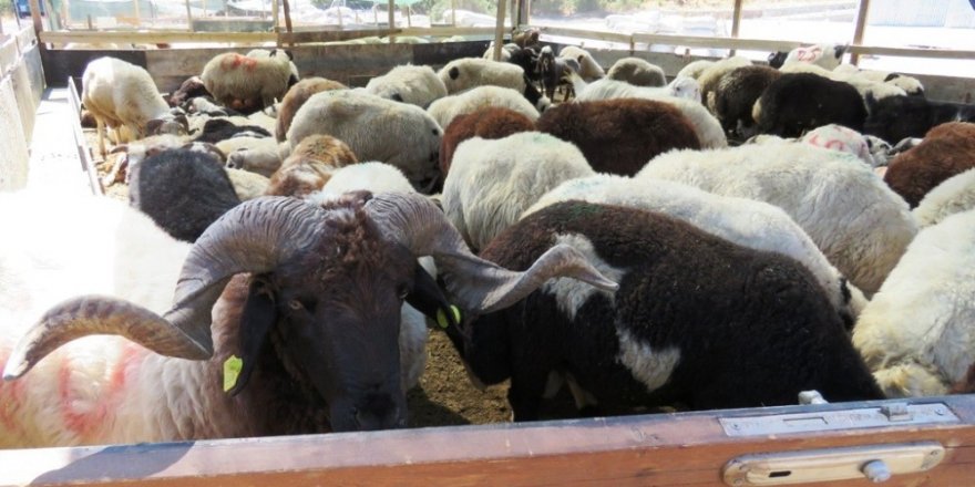 Bodrum’da hayvan satış ve kesim yerleri belirlendi