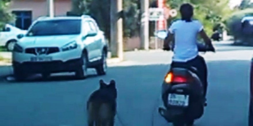 Köpeğini motosiklete bağlayan kadına tepki