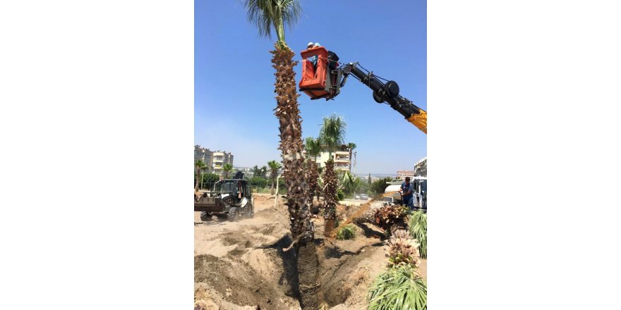 15 palmiye ağacı Kocahasanlı plajına taşındı