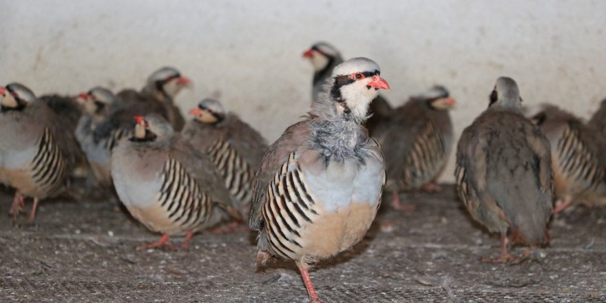 Yozgat’ta yetiştirilen keklikler birçok ilde doğaya salınacak