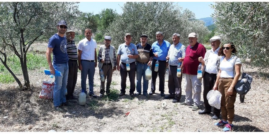 Kafaca’da zeytin sineği ile kitlesel mücadele