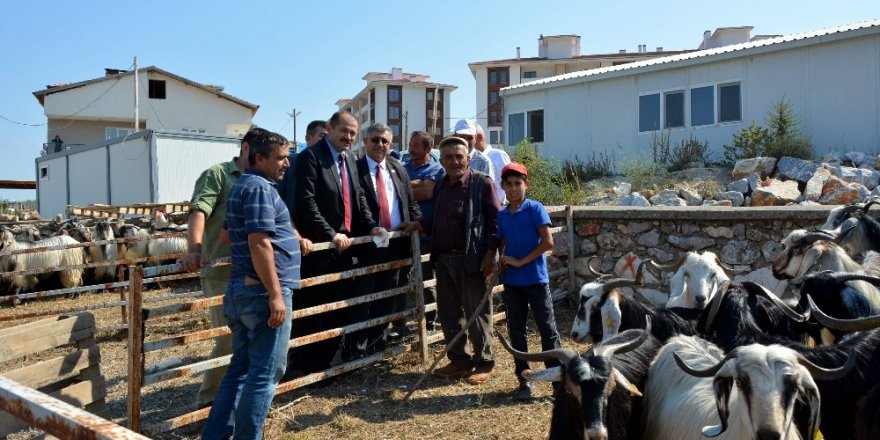 Orhaneli hayvan pazarında hareketlilik başladı