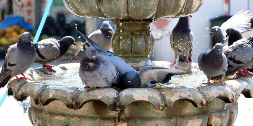Sıcaktan bunalan güvercinler süs havuzunda serinliyor