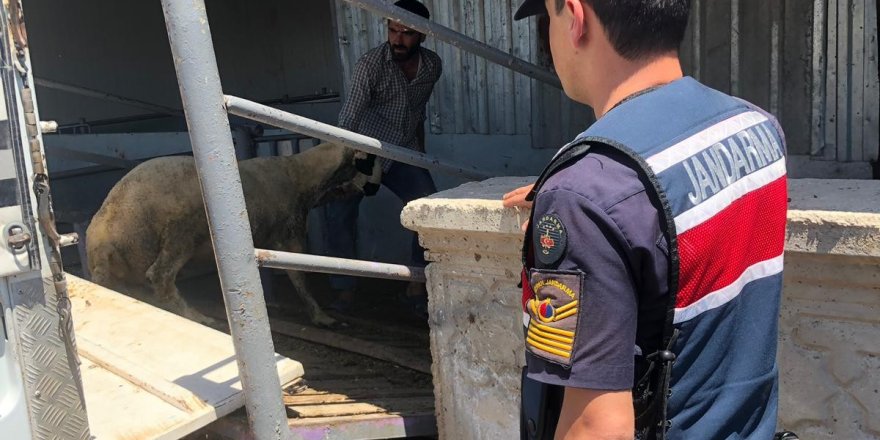 Konya'da jandarmanın denetiminde küpesiz koyun ele geçirildi