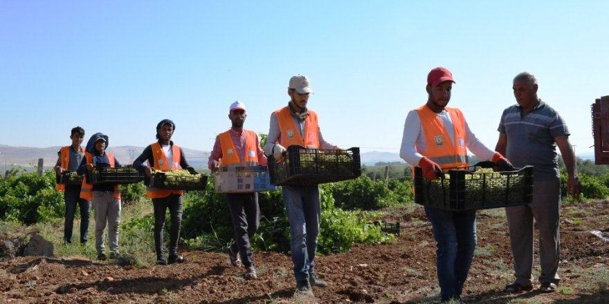 Belediye meyveleri yoksulların yüzünü güldürüyor