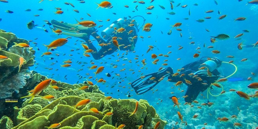 Mersinli dalgıçlar, Kızıldeniz’in büyülü dünyasına daldı