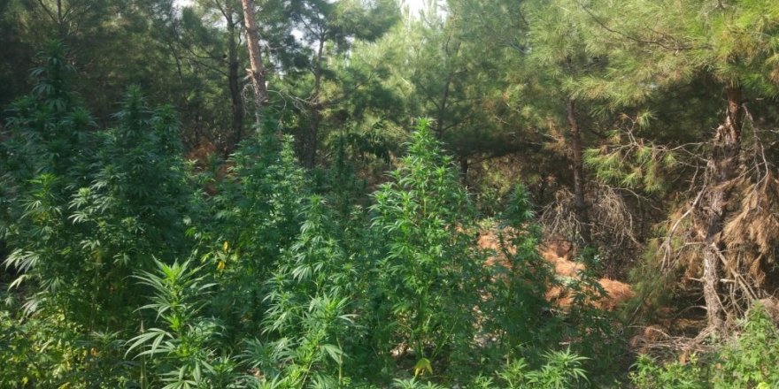 Manisa’da zehir tacirlerine geçit yok