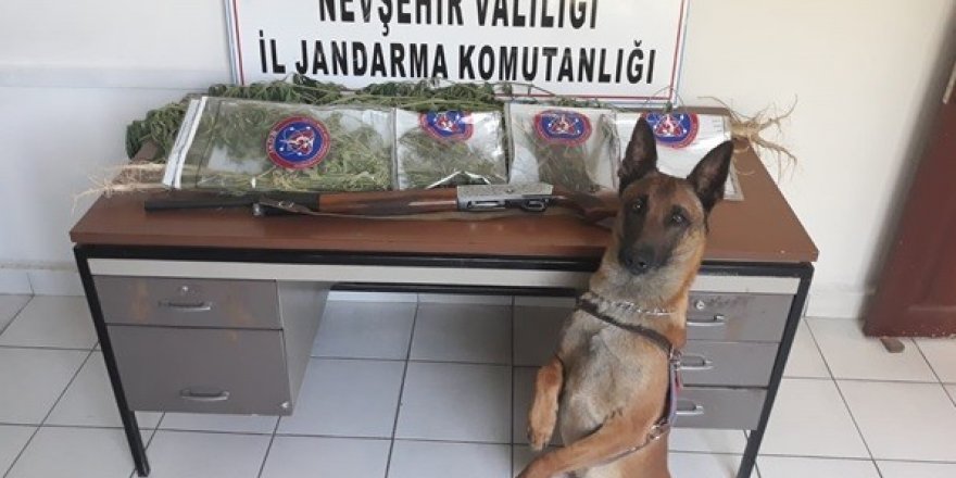 Mısır tarlasında uyuşturucu ele geçirildi