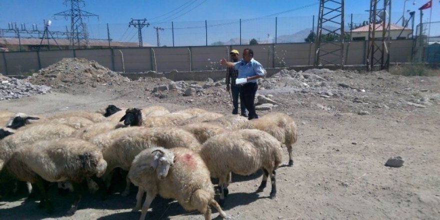 Tuşba Belediyesi kurban satış ve kesim noktalarını belirledi