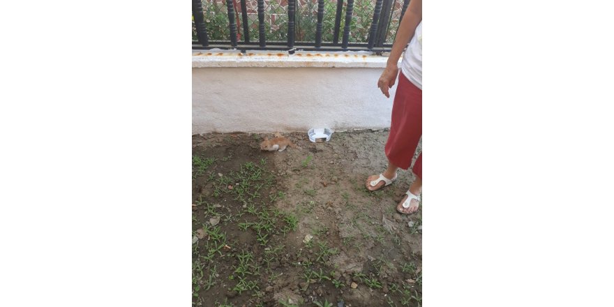 Balıkesir’de havalandırma boşluğuna düşen kediyi itfaiye kurtardı