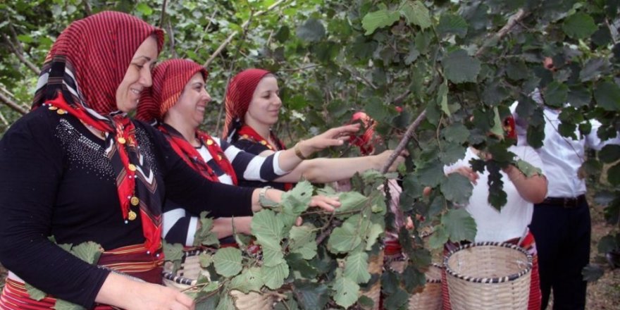 Ordu’da fındık hasadı 6 Ağustos’ta törenle başlayacak