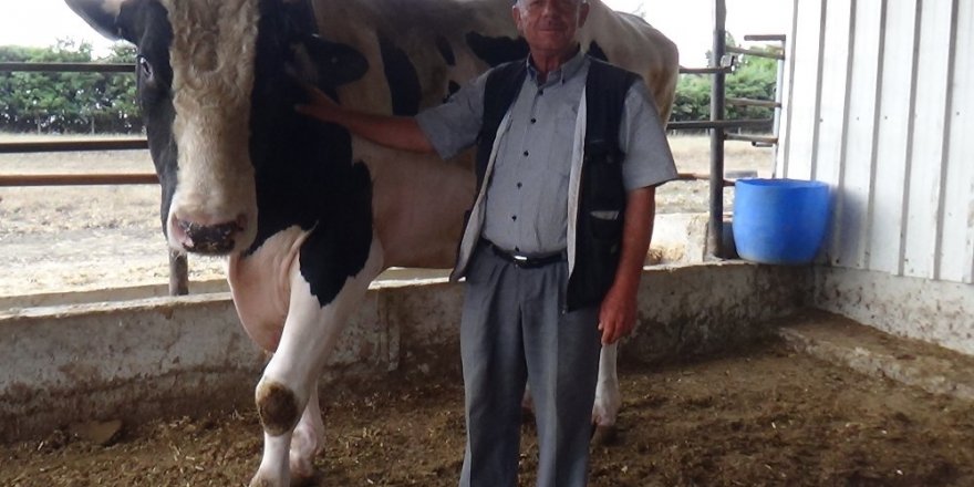 1 buçuk tonluk “Bayram” alıcısını bekliyor